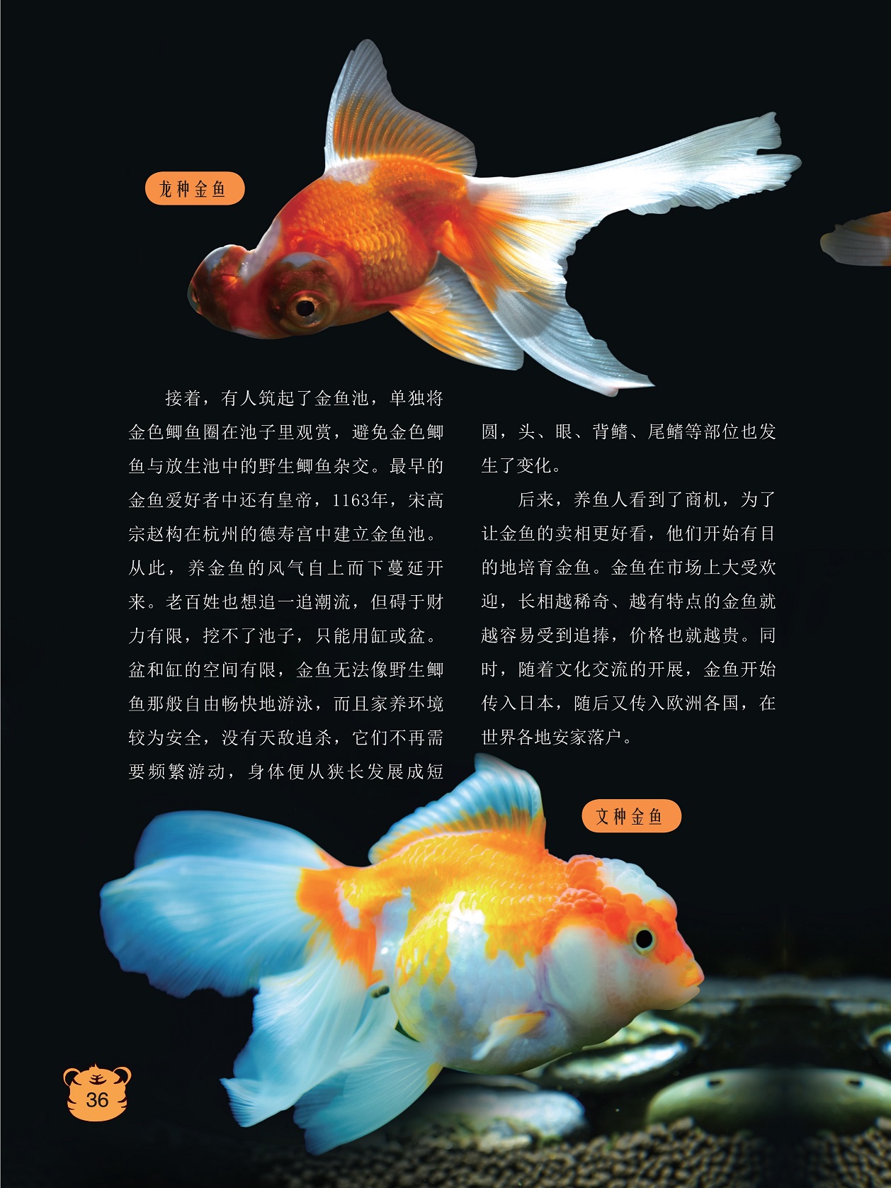 养金鱼的风气自上而下蔓延,金鱼在市场上大受欢迎