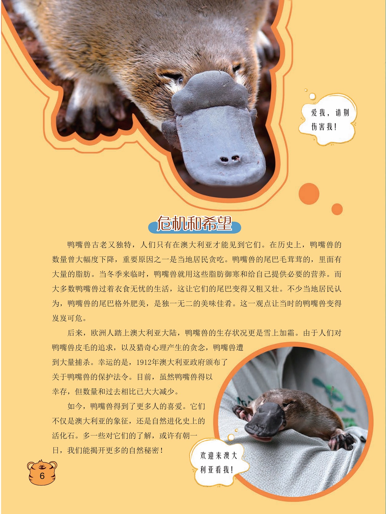 鸭嘴兽古老又独特,鸭嘴兽的生存状况雪上加霜