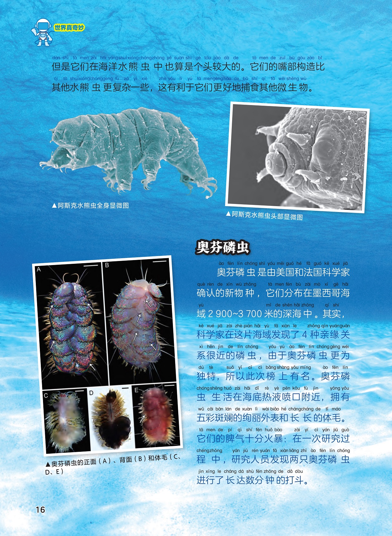 水熊虫显微图,奥芬磷虫脾气暴